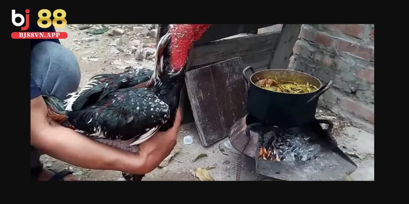Cách om gà chọi giúp gà đá chắc khoẻ, tăng sự dẻo dai 4 Áp dụng quy trình cách om gà chọi khoa học