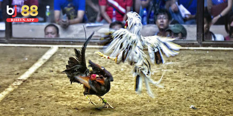 Đá gà Thomo - Xem live đá gà Thomo hôm nay đỉnh nhất 2 Đá gà Thomo uy tín và chất lượng